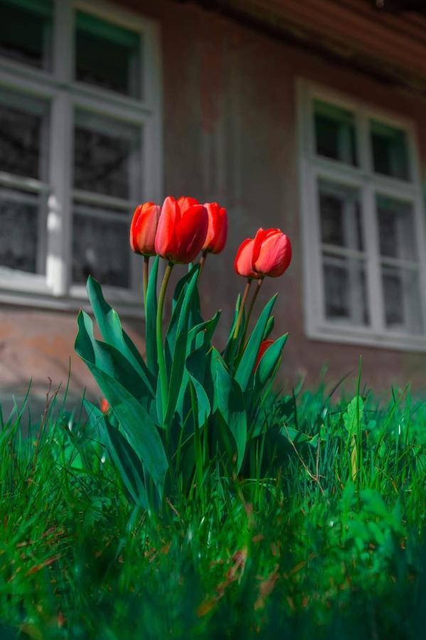 Gaestehaus Fogarasch Făgăraş Exterior foto